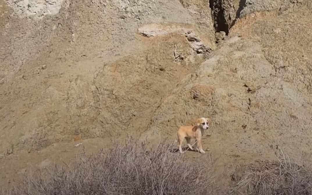 Once in their care, the nervous puppy in...