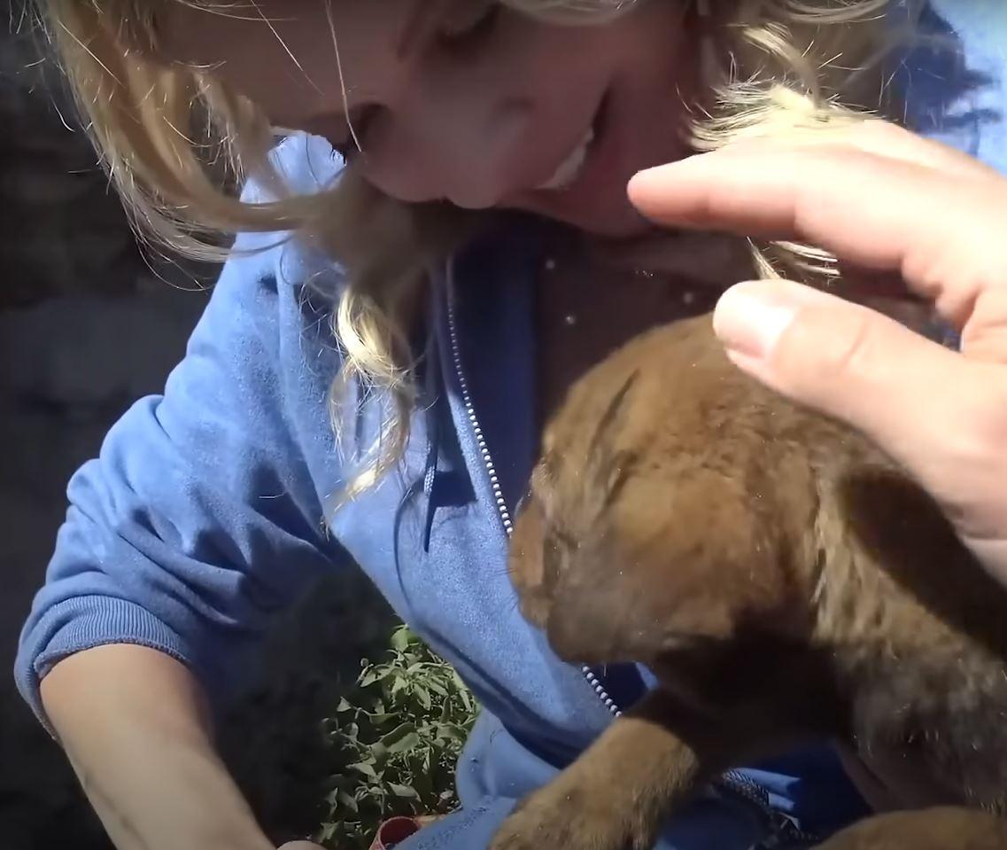 All four puppies were safely taken to a ...