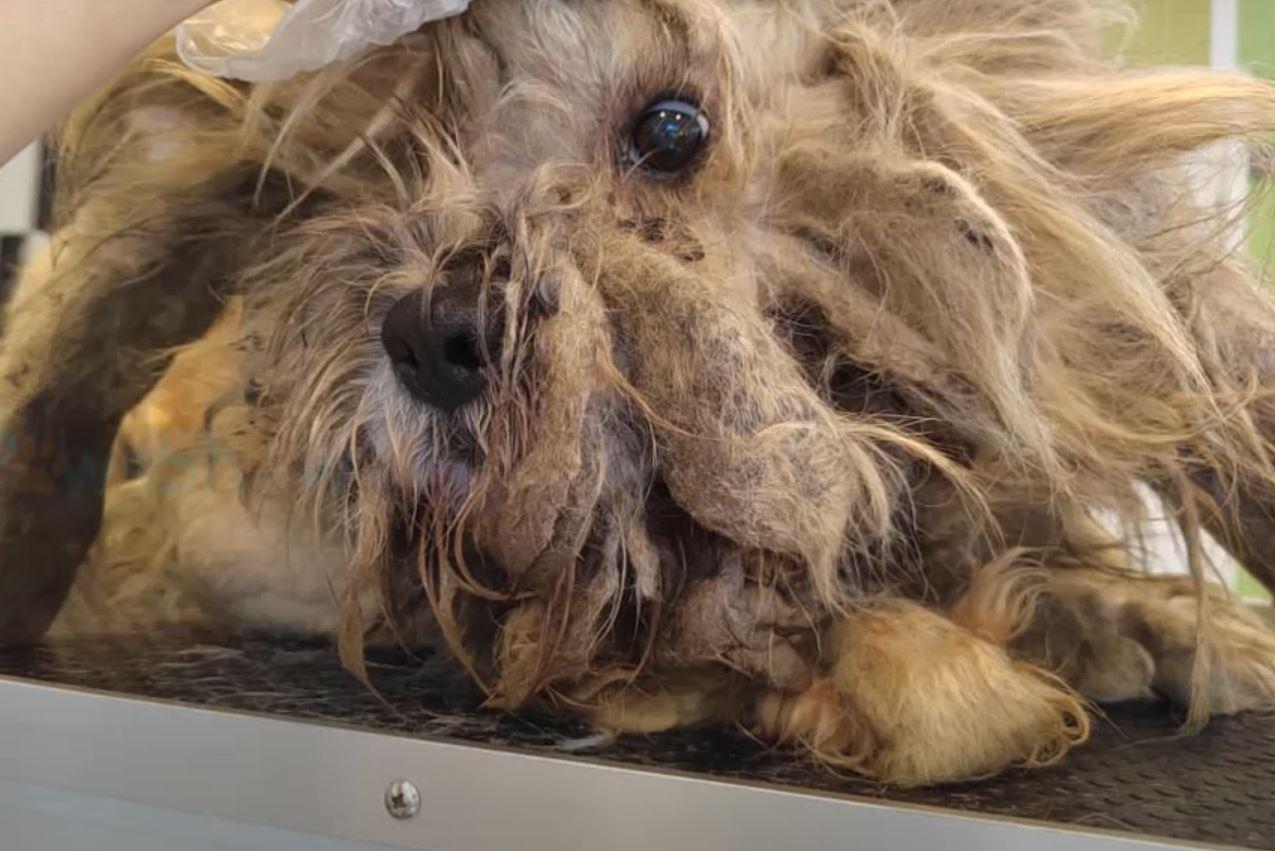 As the rescuers examined Charlie's fur, ...