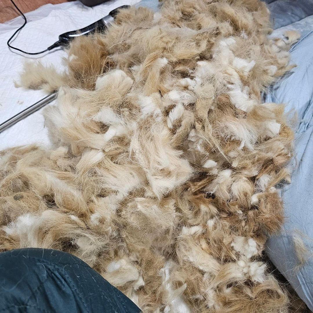 Maru's tough life had left its marks, ev...