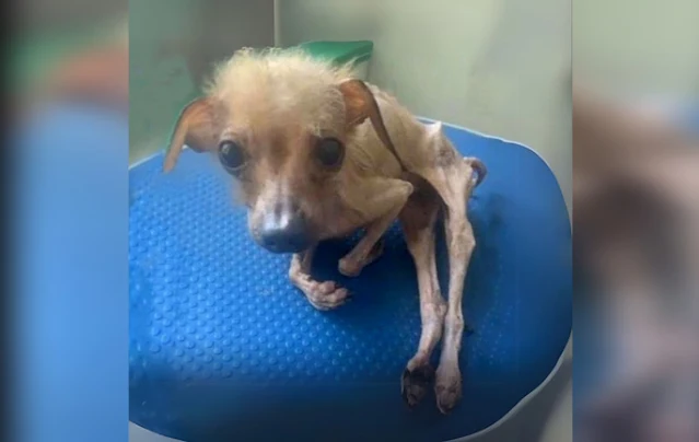 The journey to Tootsie's recovery involv...