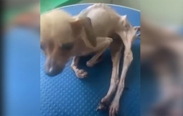Extra image from article