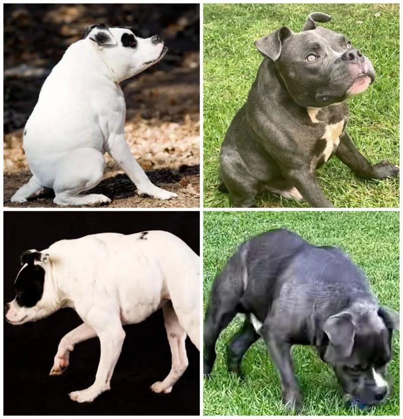 They had previously cared for a dog name...