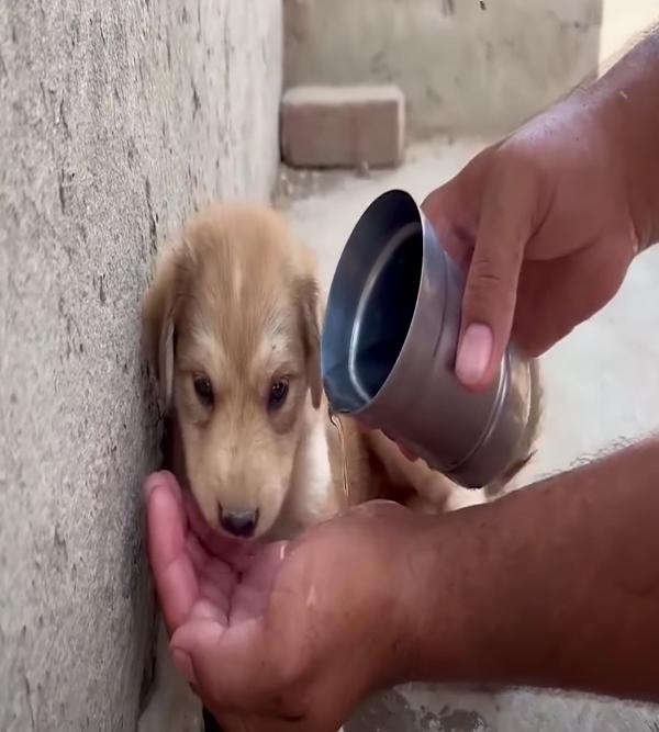 Gradually, one of the rescuers managed t...