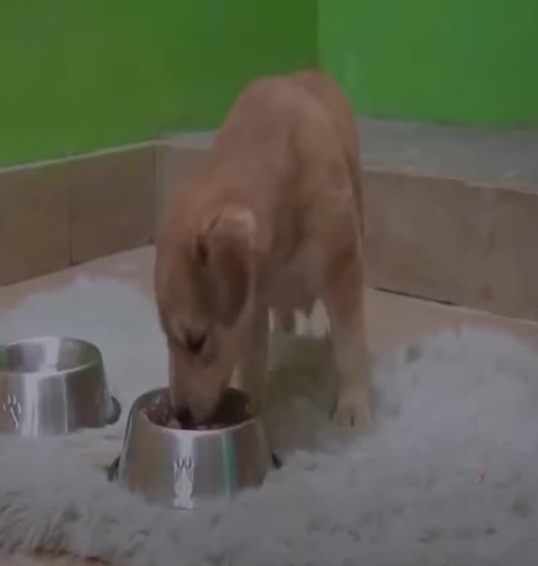 Though it was a lengthy journey, the pup...