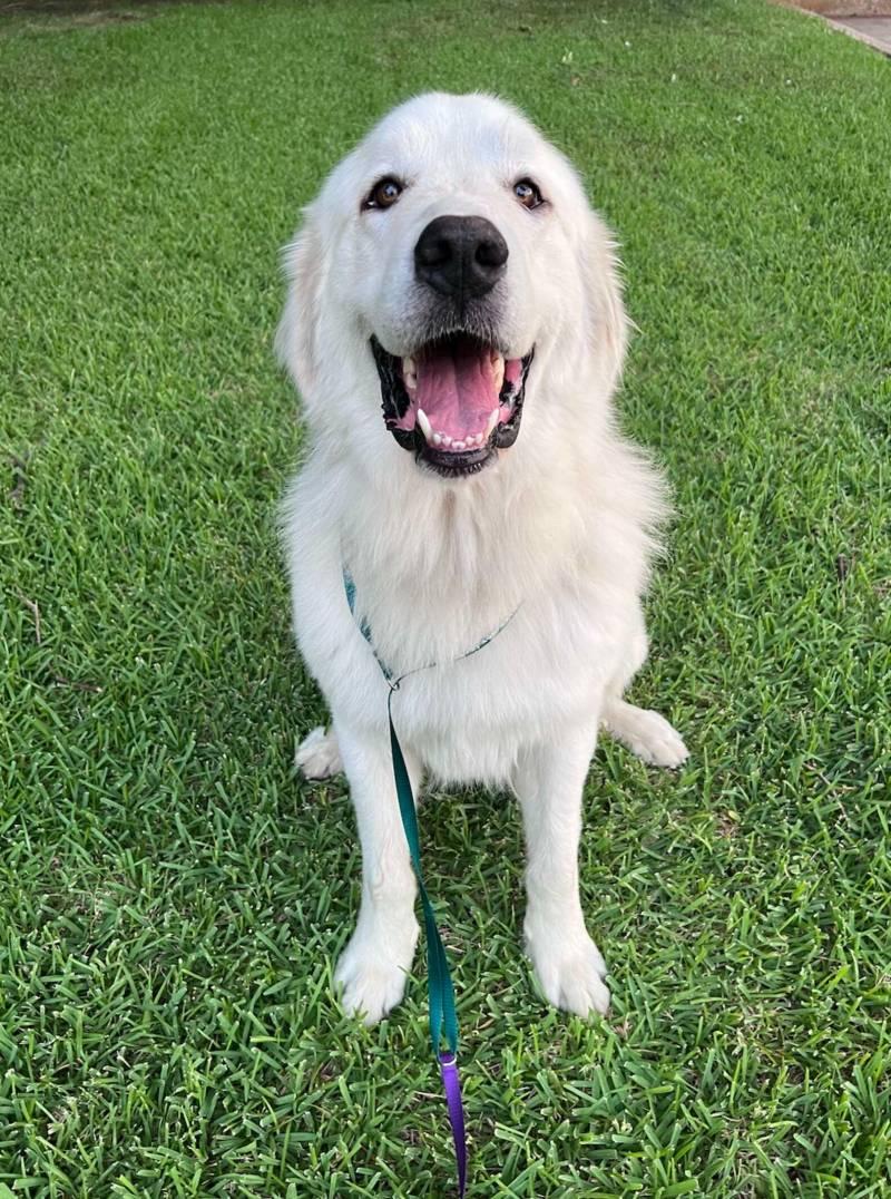 On the way to his new home, Goose showed...