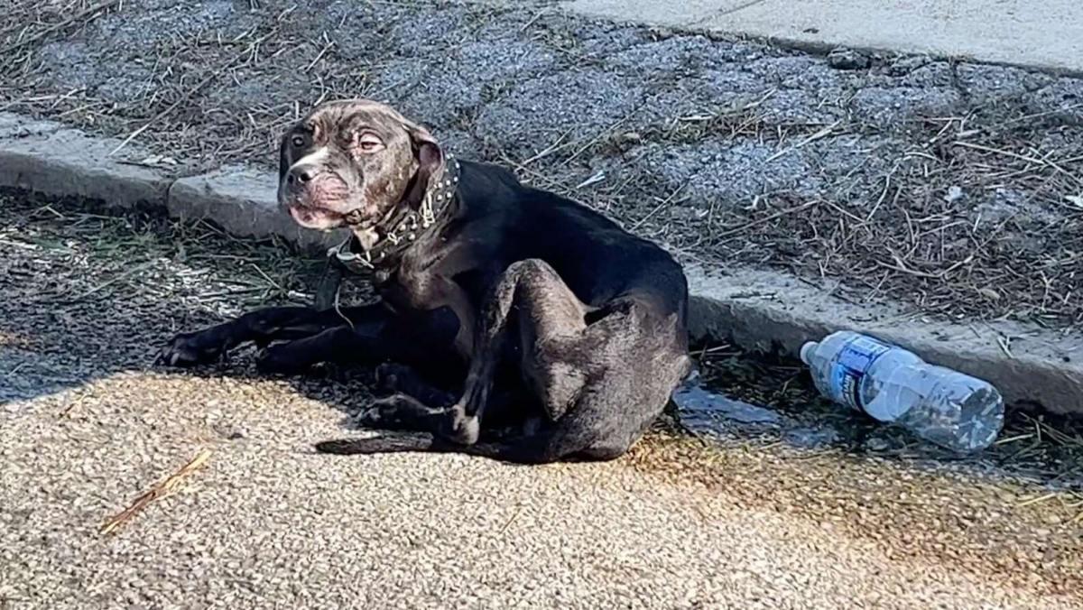 Curby's journey to the shelter was calm,...