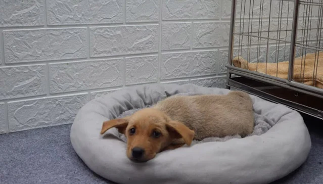 The veterinary team acted swiftly, treat...