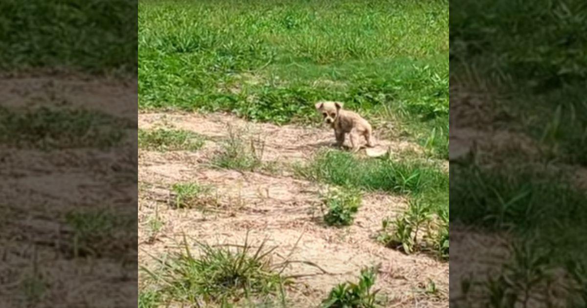 This tale centers around a small puppy w...