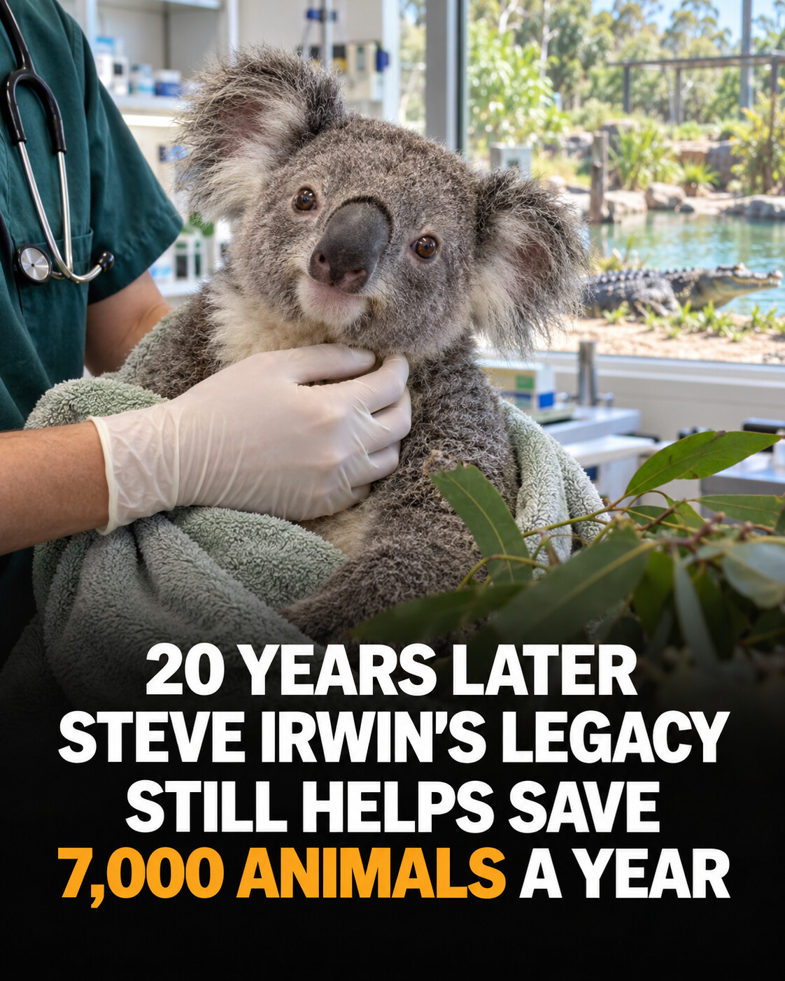 A rescued koala receiving veterinary care above a headline about Steve Irwin's continuing legacy