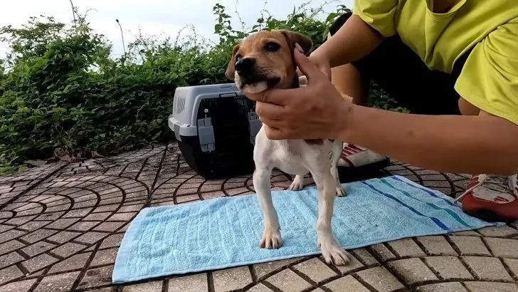 Next, it was time to visit the vet for a...