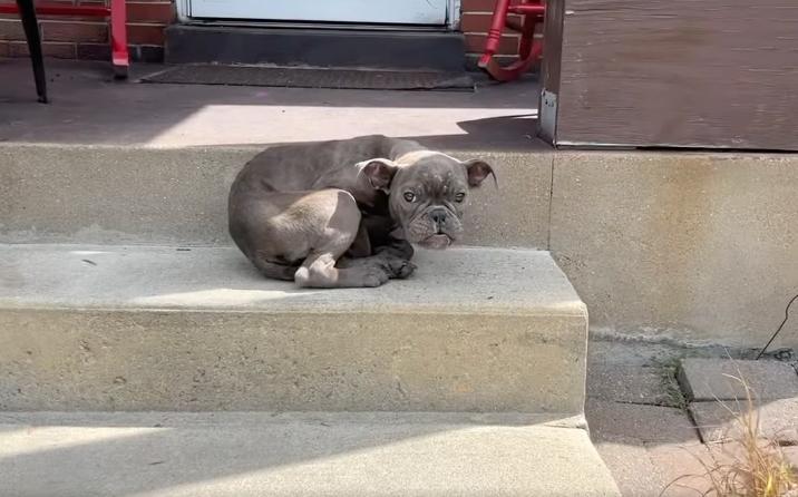 It was evident that the puppy had endure...
