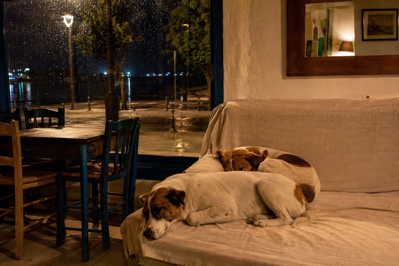 Two stray dogs resting on a sofa inside a warm café at night