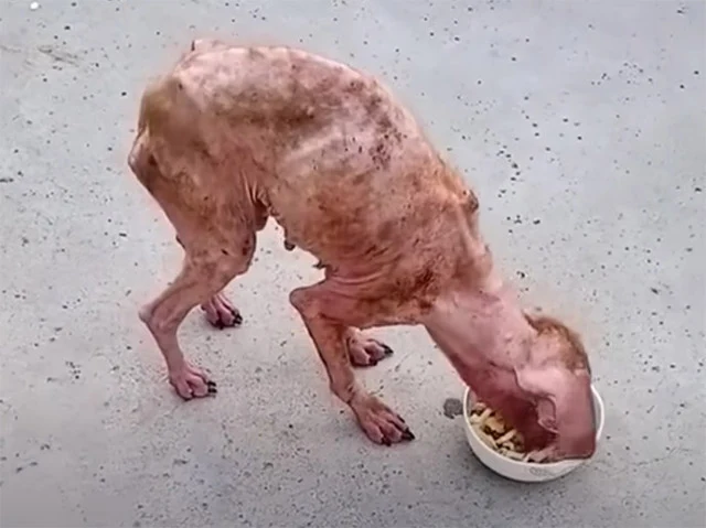 Although timid, the dog's eyes silently ...
