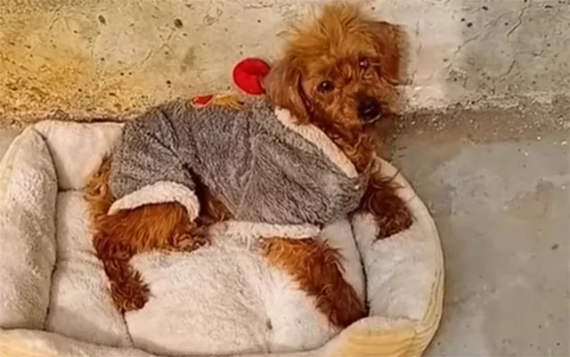 This heartwarming transformation from a ...