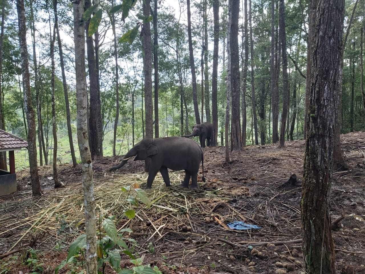 A Sumatran elephant walking at Aek Nauli Elephant Conservation Camp in Indonesia