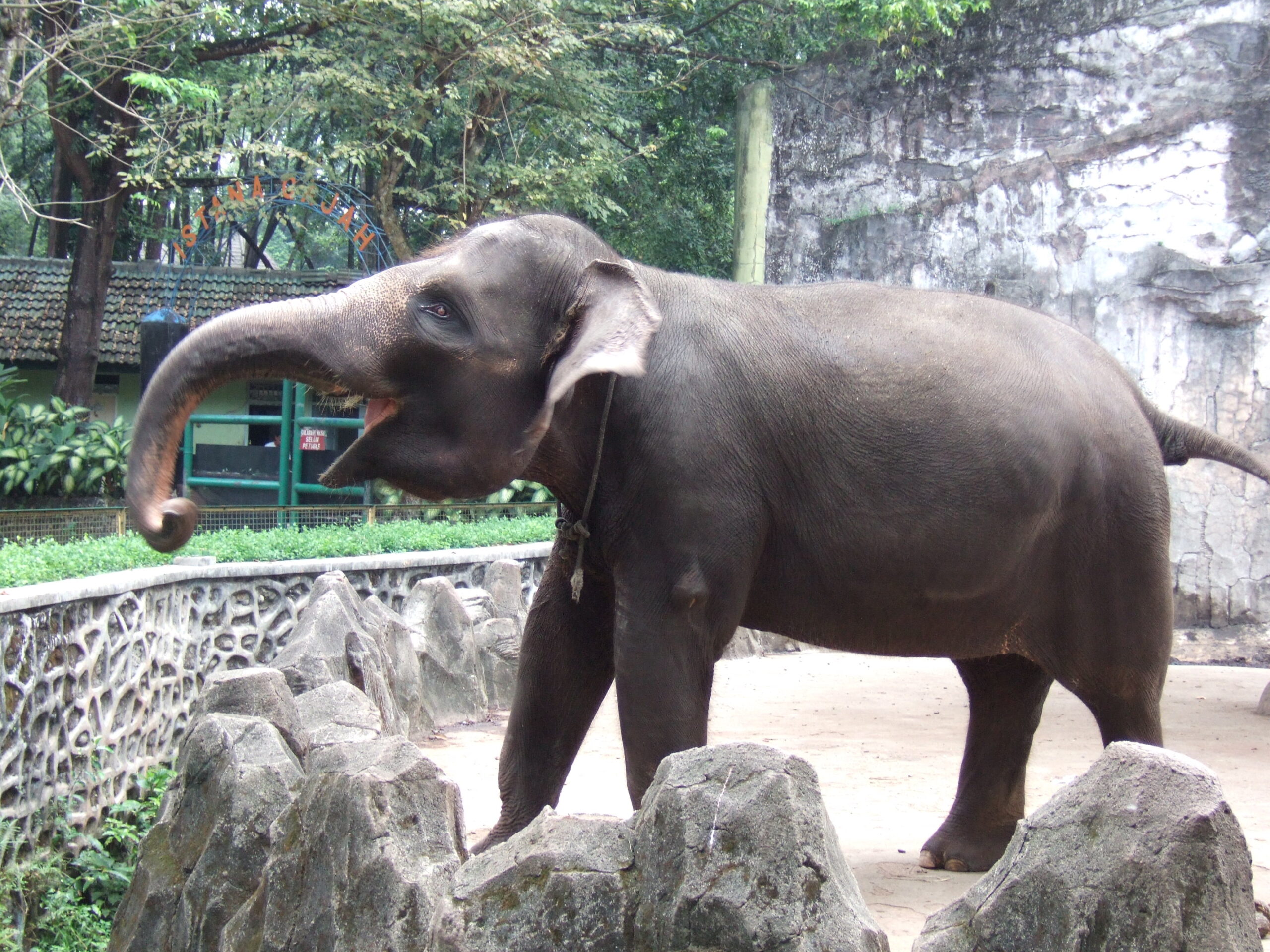 A Sumatran elephant at Ragunan Zoo in Jakarta, Indonesia