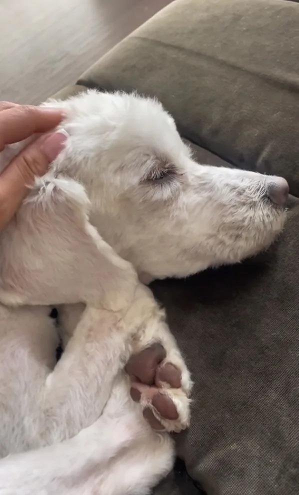 Sunny's journey to recovery was just beg...