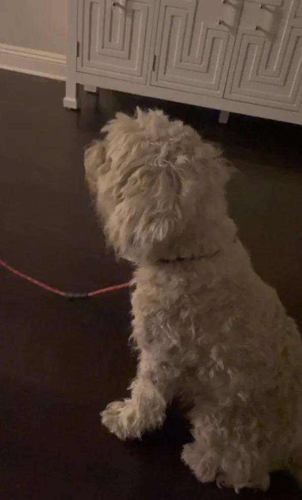 In a TikTok video, Jaylene Guevara expla...