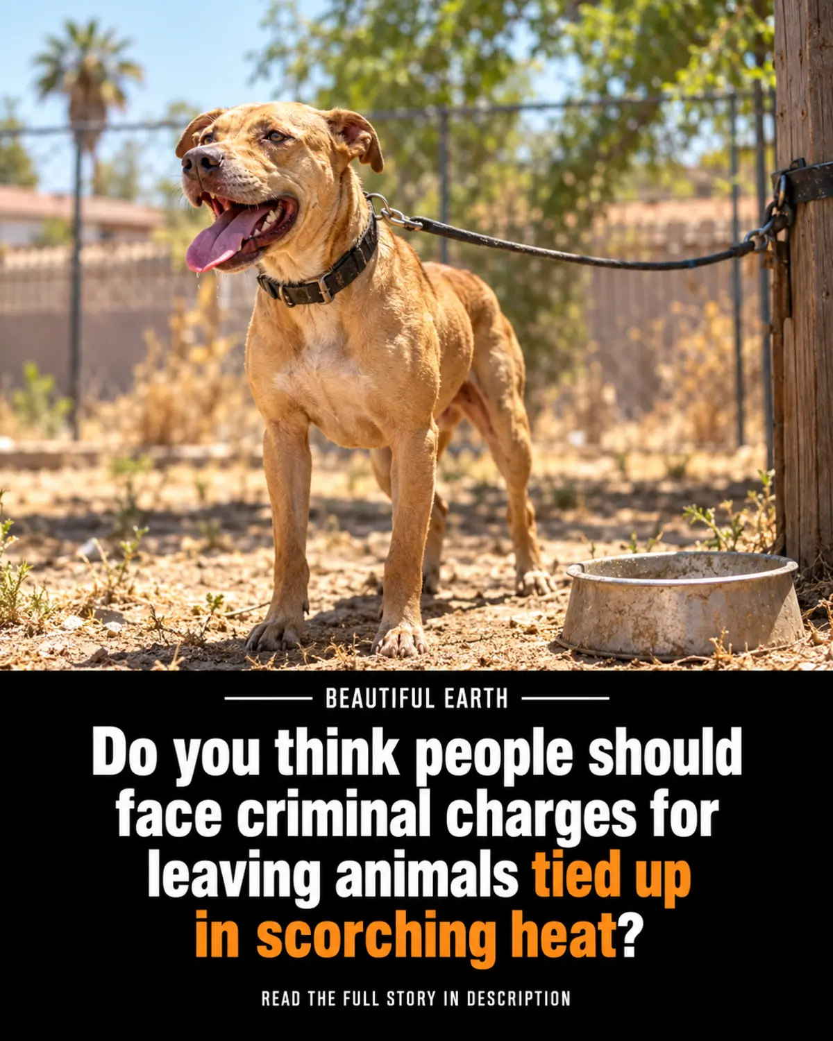 A dog tethered outdoors in scorching heat beside an empty water bowl