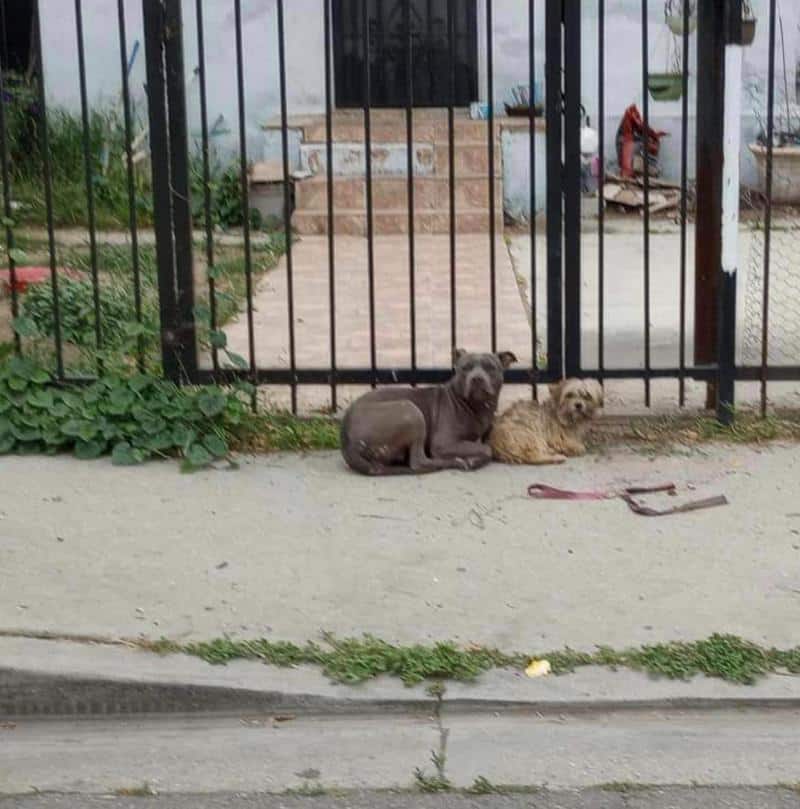 Safely under Hall’s care, Thelma and Lou...