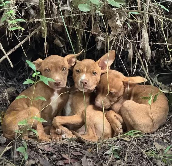 It was suspected by the rescuers that th...
