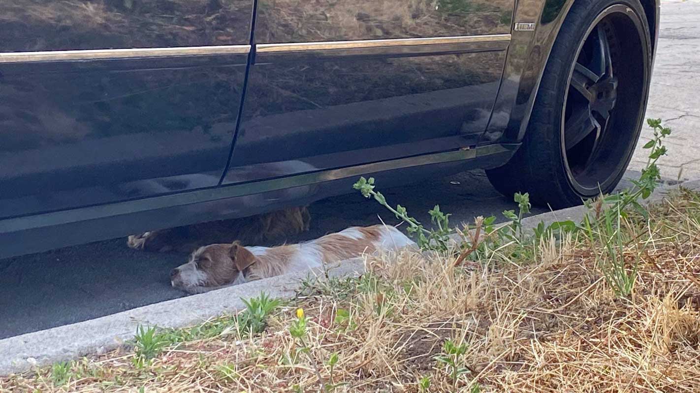 Once safely in the van, the rescuers dis...