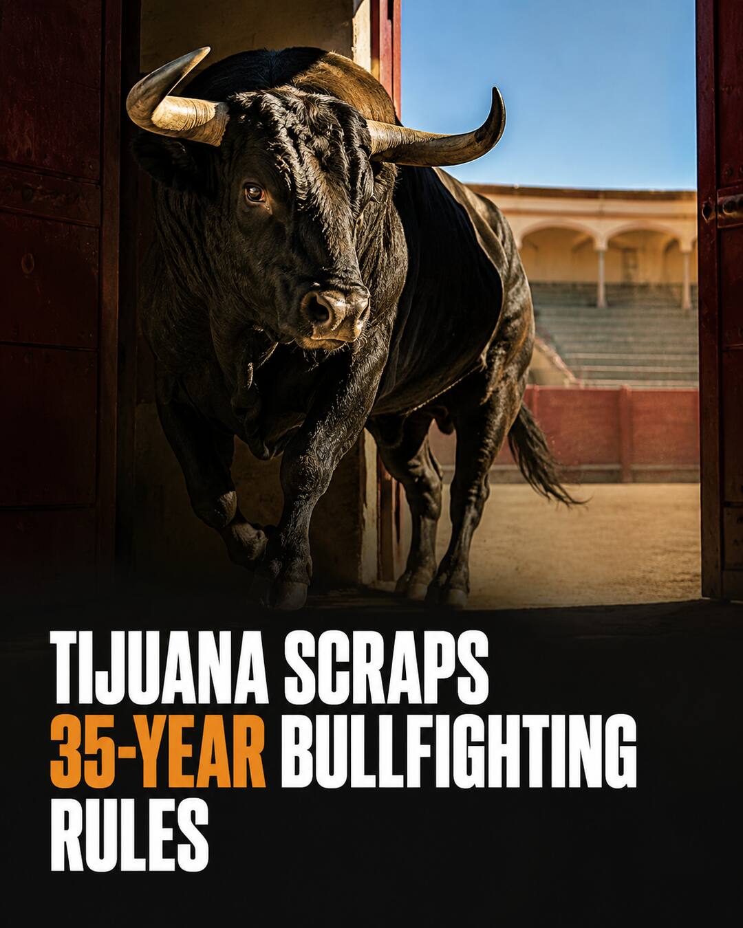Black bull leaving an empty bullring through an open gate beneath the headline Tijuana scraps 35-year bullfighting rules