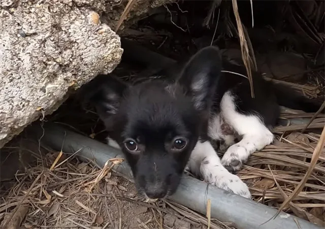 This marked a new beginning for the pupp...