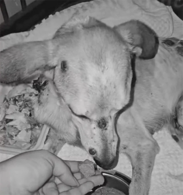 Many have inquired about his condition, ...
