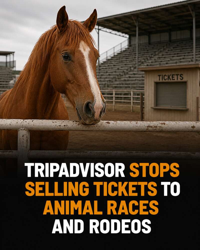 Horse beside a closed ticket window with headline about Tripadvisor ending ticket sales for animal races and rodeos