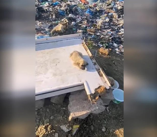 In the weeks that followed, the puppy un...