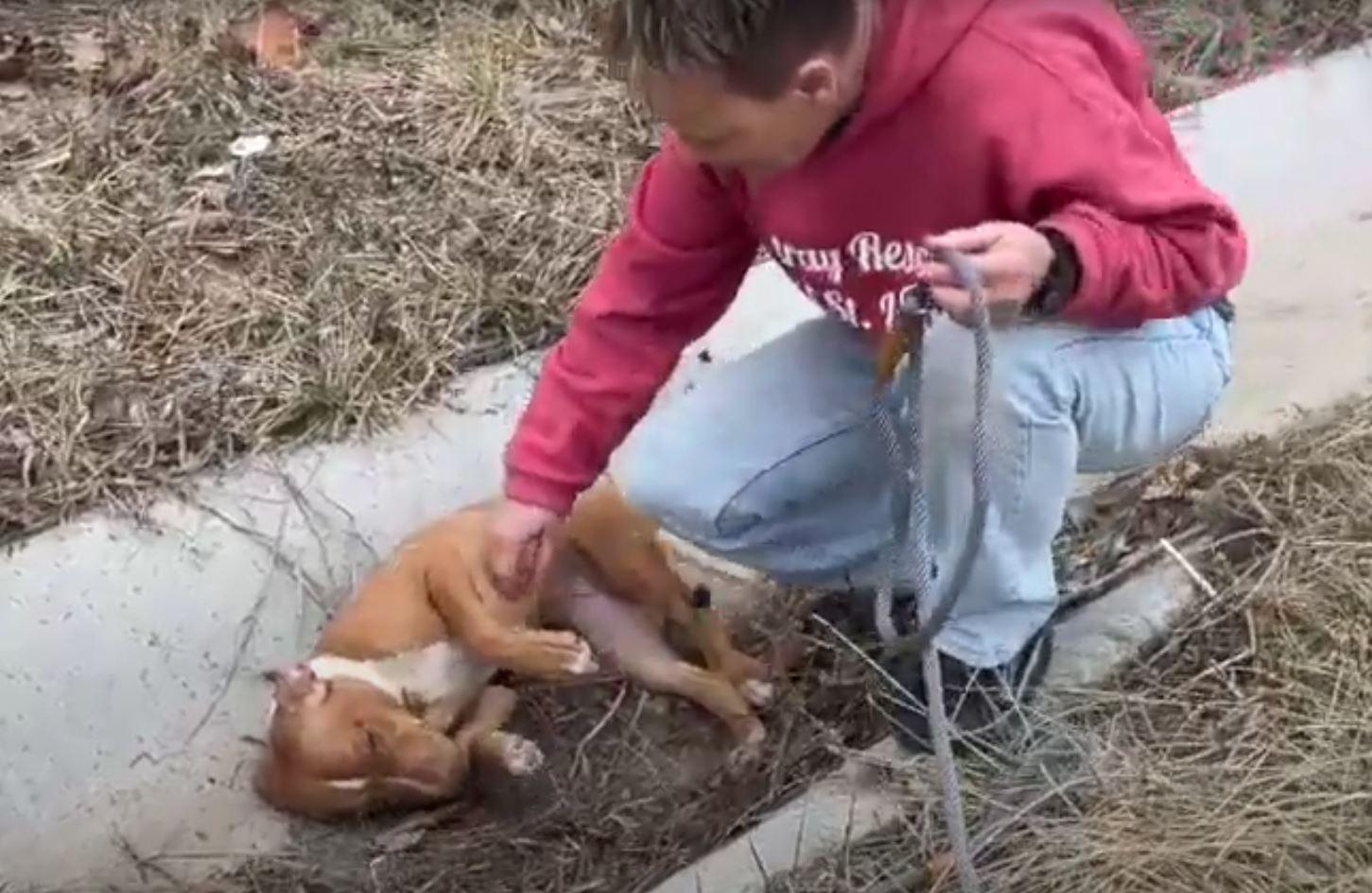Stray Rescue of St. Louis expressed imme...