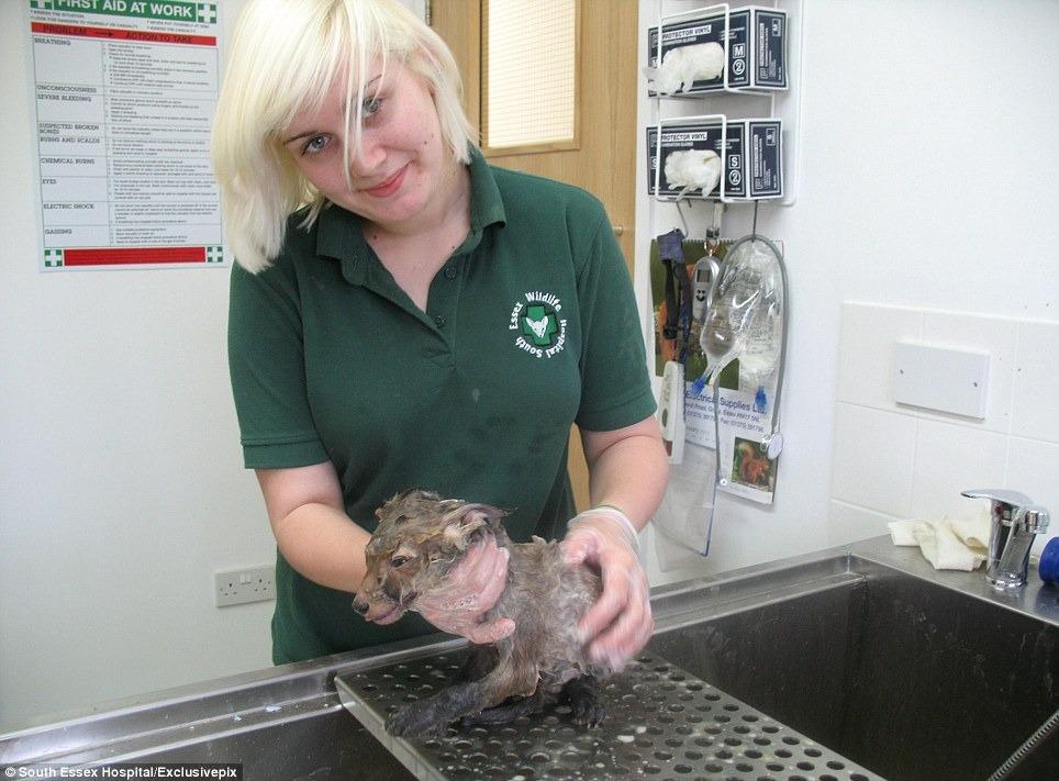The quick recovery of the fox cub brough...