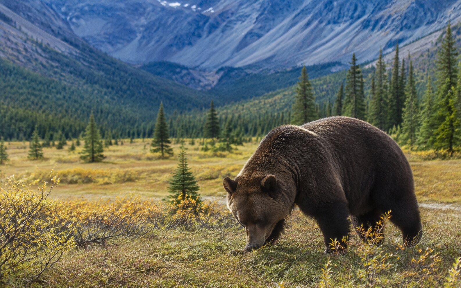 A healthy wild brown bear foraging in an alpine meadow
