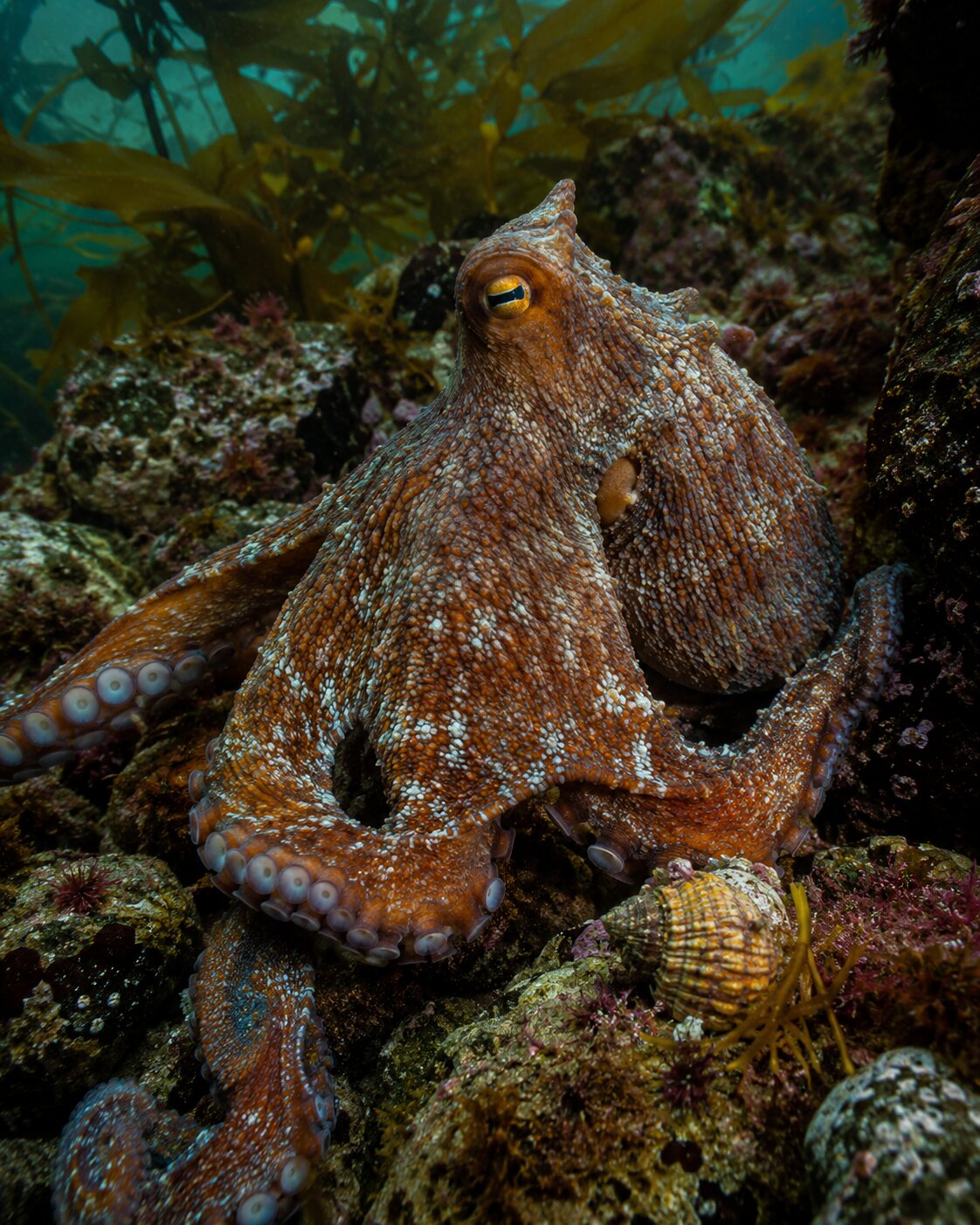 A healthy octopus explores a complex rocky reef and kelp habitat.
