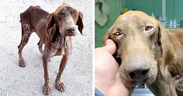 At the clinic, Hopi underwent a week-lon...