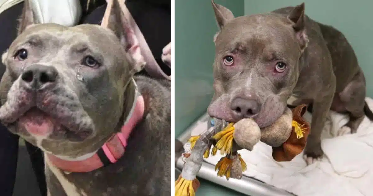 Layla, a petite pit bull mix, had been p...