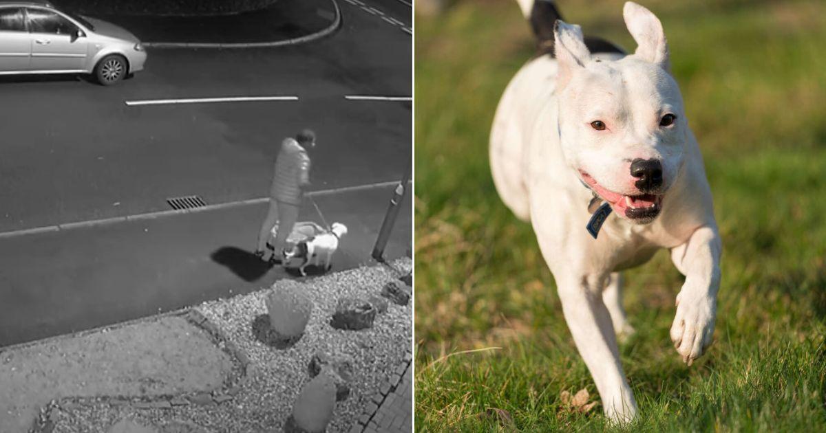 Rescued by a passerby, he spent some tim...