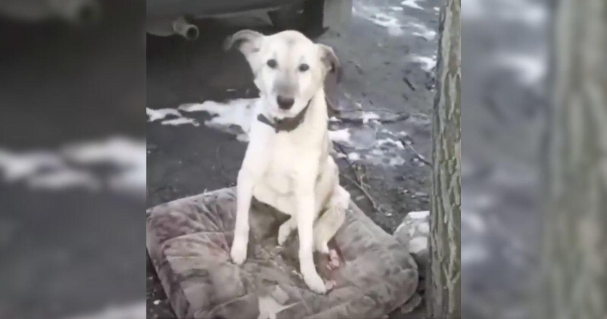 One day, a compassionate animal rescuer ...
