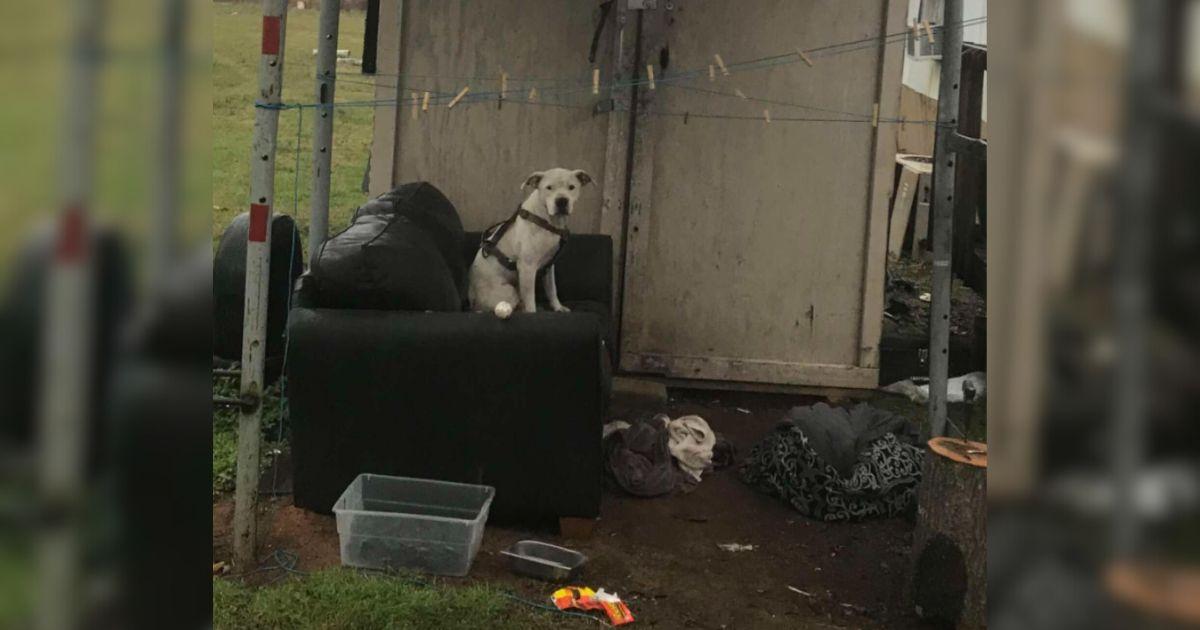 Neighbors had spotted Murphy, forlornly ...