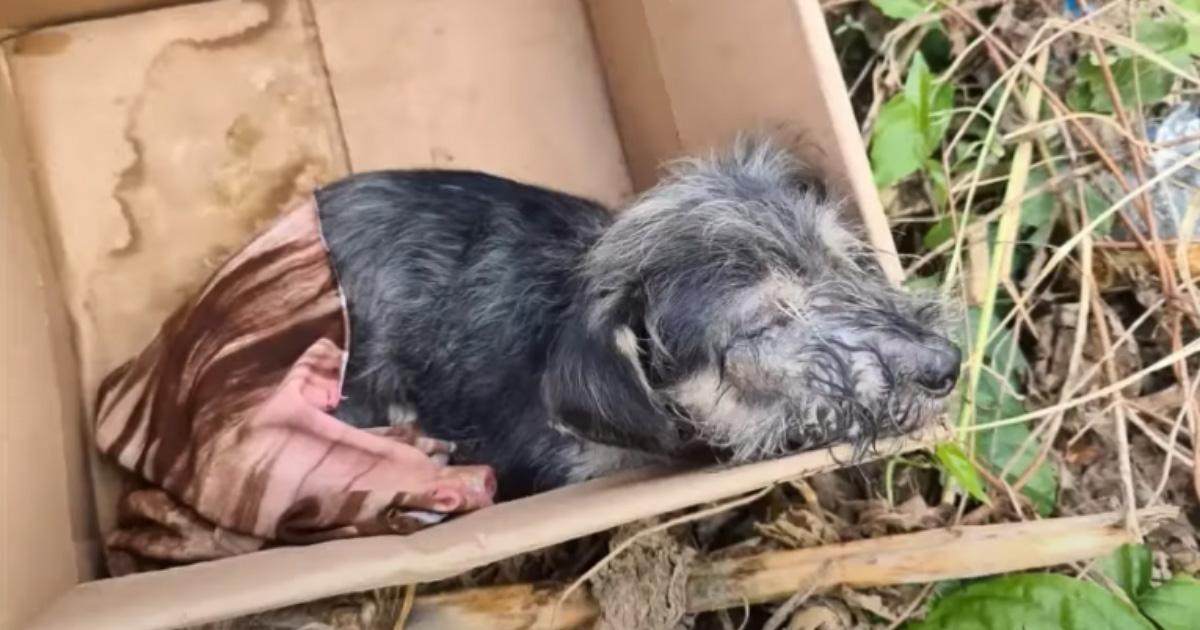 Left in a box, with a worm in his eye, p...