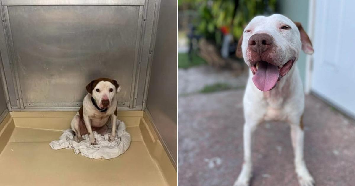 The dog faced a harsh start to life, bea...