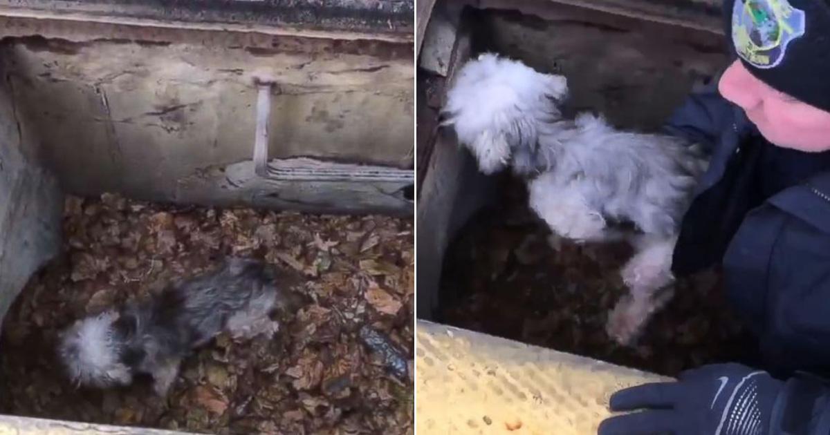 This sparked a community-wide search, th...
