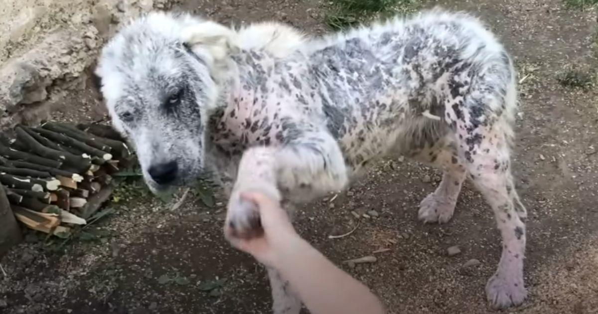 When the team from Ray Animal Rescue ste...