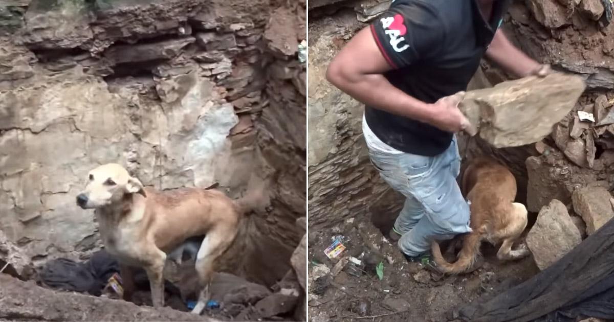 The mother dog's urgent cries caught the...