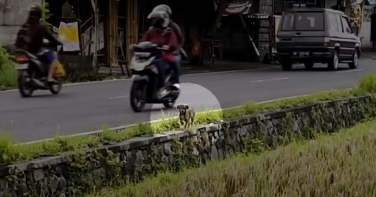 The dog had trapped itself between the r...