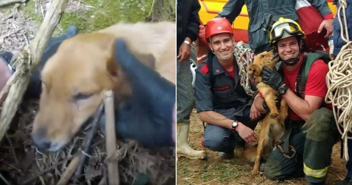 Safira, a beloved family dog, found hers...