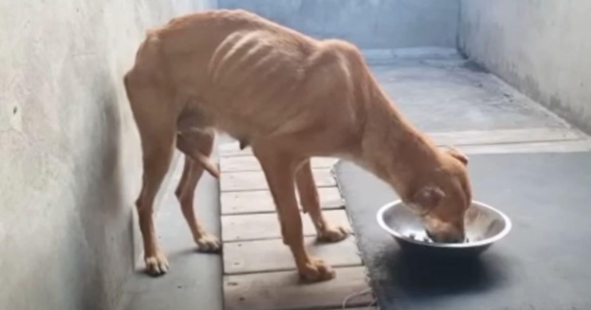 Ginger, known for her protective yet gen...