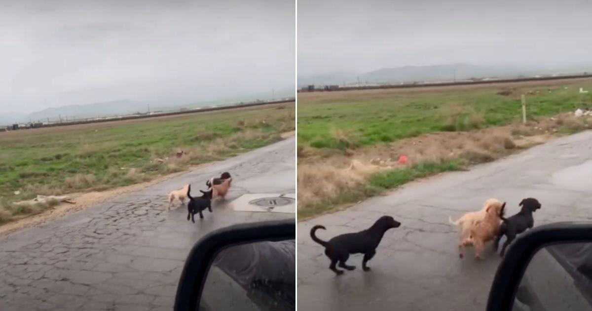 In a lonely stretch of road surrounded b...